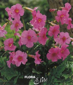 Incarvillea delavayi I, 3 ks