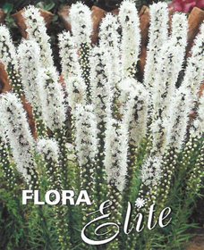 Liatris spicata White 10/12, 5 ks