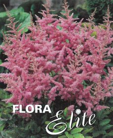 Astilbe Arendsii Pink 2/+, 1 ks