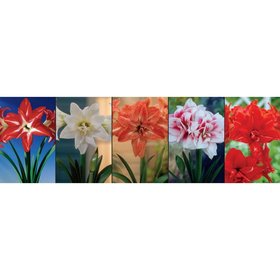 Show box S197 Amaryllis (Hippeastrum) double, 5 x 5 ks