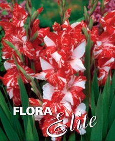 Gladiolus Large Flowering Koi Pursuit, 10/12