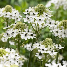 Ornithogalum saundersiae 14/16, 3 ks