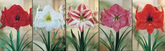 Show box S196 Amaryllis (Hippeastrum), 5 x 5 ks