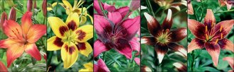 Show box S35 Lilium Asiatic Two Coloured Varieties 16/18, 5 x 20 ks