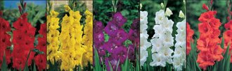 Show box S4 Gladioli in Single Coloured Varieties 14/+, 5 x 80 ks