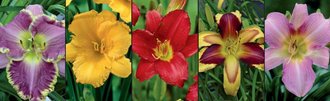 Show box S64 Hemerocallis I, 5 x 10 ks