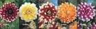 Show box S23 Dahlia Decorative Two Coloured I, 5 x 10 ks