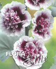 Alcea Creme de Cassis I, 1 ks