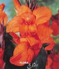 Canna Brownleaved Wyoming I, 1 ks