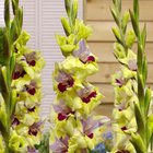 Gladiol Large Flowering Oracle 10/12, 10 ks