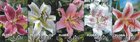 Show box S28 Lilium Oriental Hybrid 18/20, 5 x 20 ks