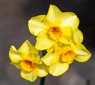 Narcis Multiflowered Martinette 5 ks, 12/14